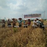 PT. Pertamina Adera Gelar Panen Padi Organik