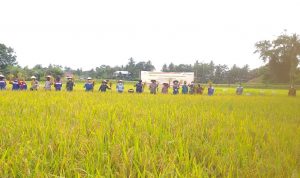 Pertamina Field Pendopo Gelar Panen Perdana Padi SRI Organik