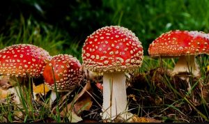 Infeksi Jamur Resahkan Warga AS