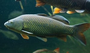 Penelitian Terbaru, Ikan Bisa Kecanduan Narkoba Akibat Limbah Manusia