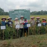 Bupati PALI dan Pertamina Panen Raya di Rejosari, Dukung Ketahanan Pangan Nasional